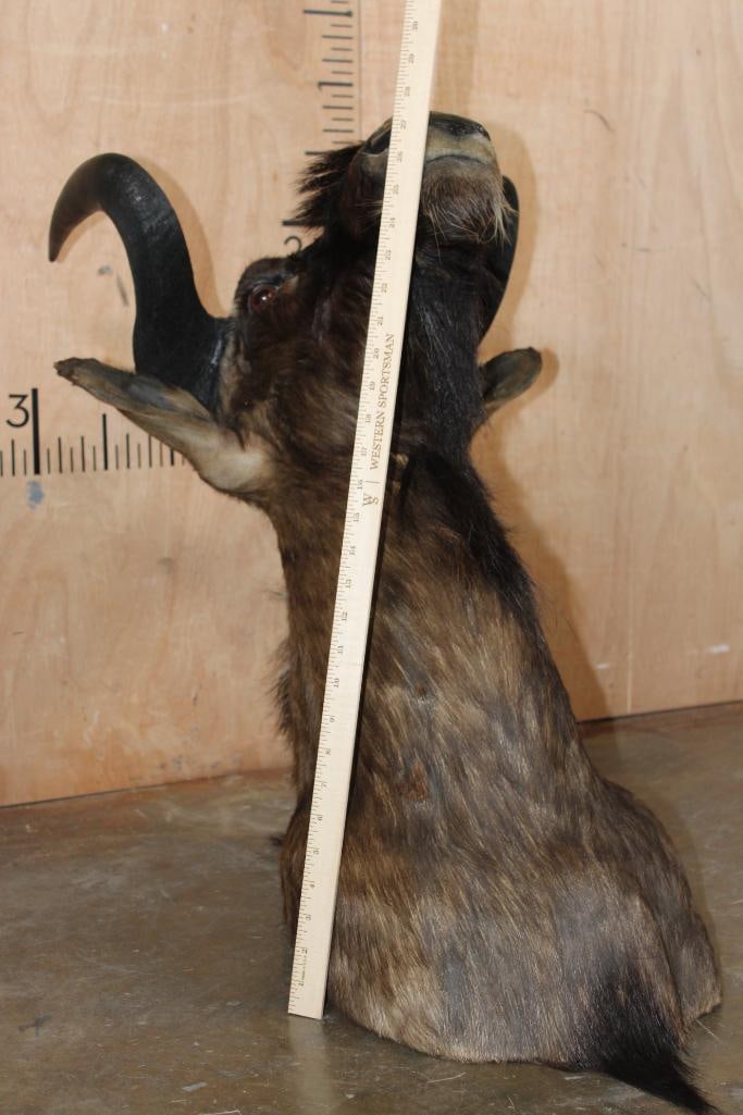 BLACK WILDEBEEST Shoulder Mount - 7