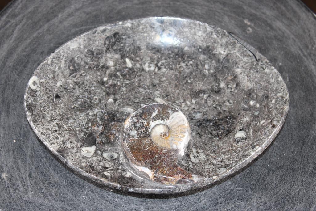 Polished AMMONITE and ORTHOCERAS Fossil Matrix Bowl or Dish: Decorative Polished AMMONITE and ORTHOCERAS Fossil Matrix Bowl or Dish. It features a large spiraled ammonite fossil as a main decorative element and measures 7.75" Long x 6" Wide x 1" Tall (depth). T