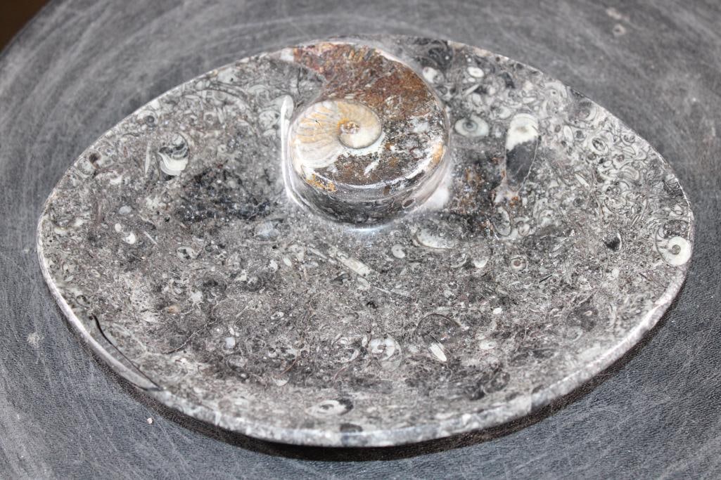 Polished AMMONITE and ORTHOCERAS Fossil Matrix Bowl or Dish - 2