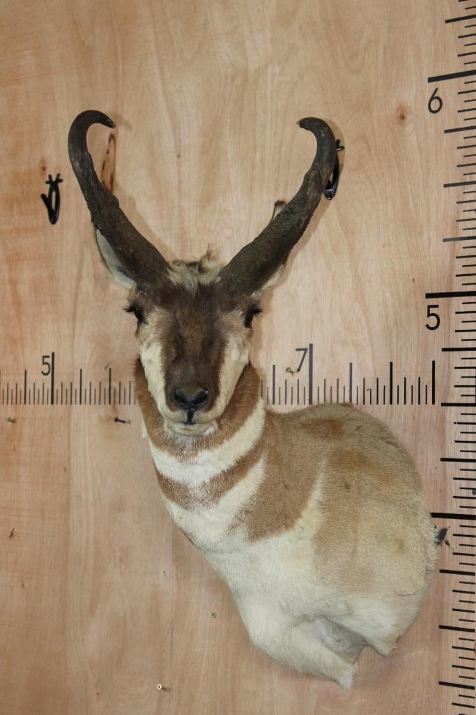 PRONGHORN Shoulder Mount: Heavy PRONGHORN Shoulder Mount with a 13.5" Spread. The Left and Right Horn measure approximately 7" around the Base. It is in Good Condition. TAXIDERMY 