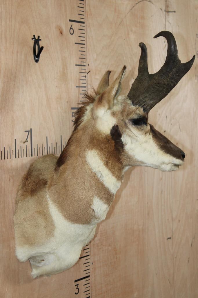 PRONGHORN Shoulder Mount - 3