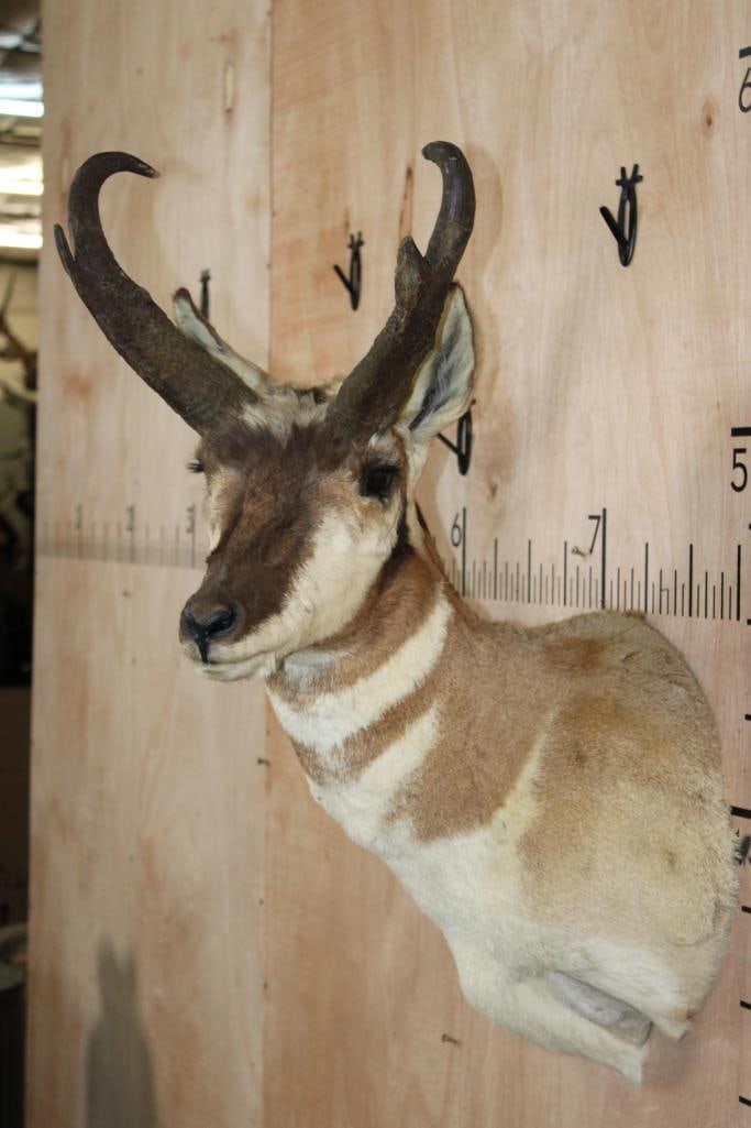 PRONGHORN Shoulder Mount - 4