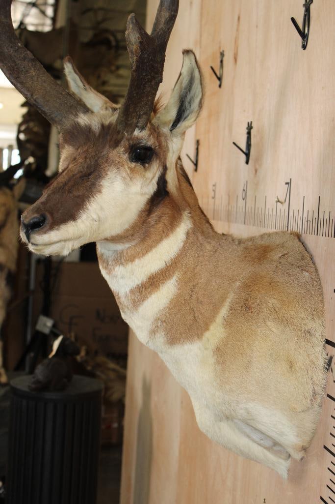 PRONGHORN Shoulder Mount - 5