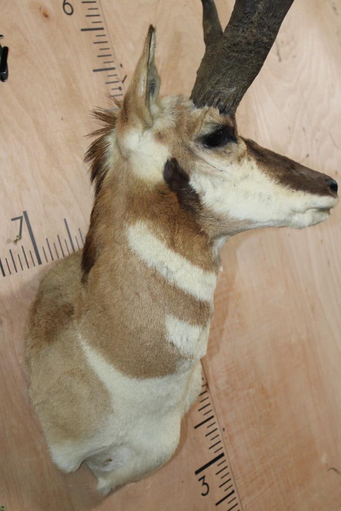 PRONGHORN Shoulder Mount - 7