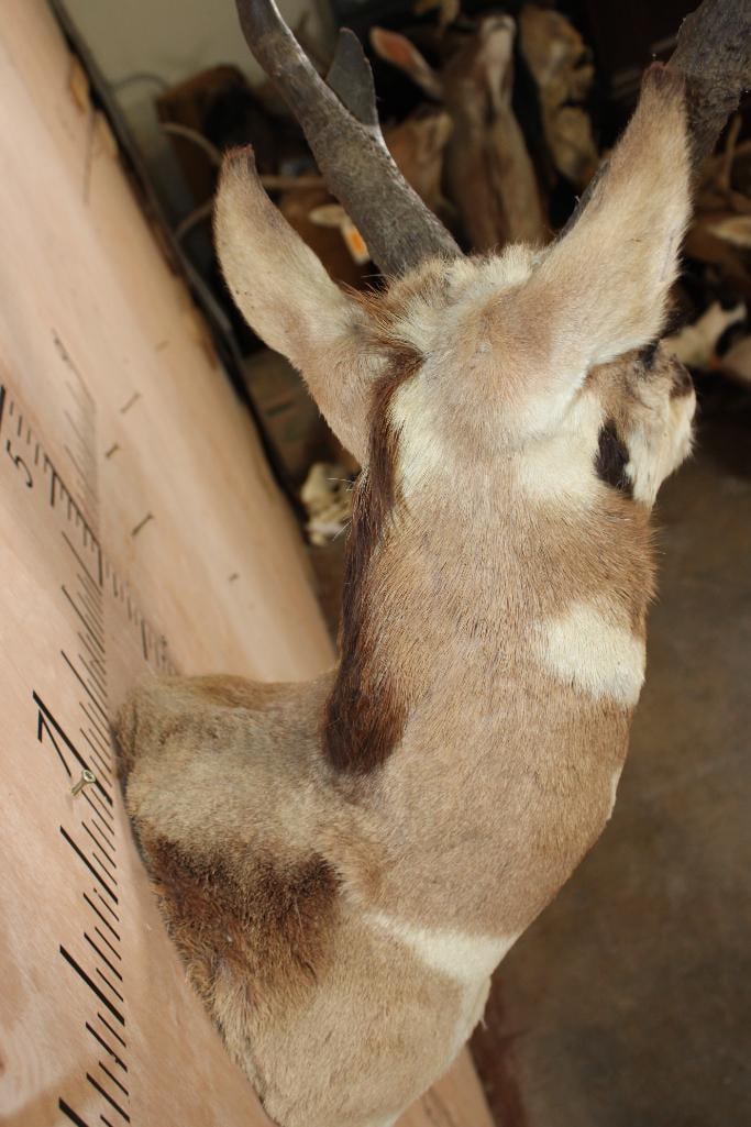 PRONGHORN Shoulder Mount - 8