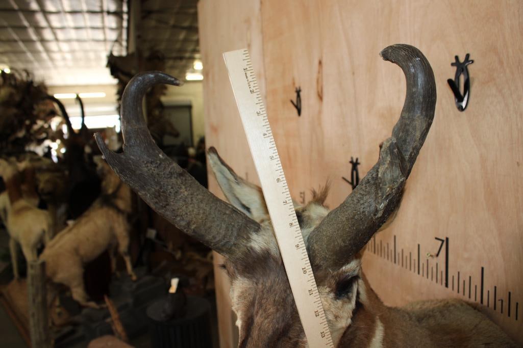 PRONGHORN Shoulder Mount - 9