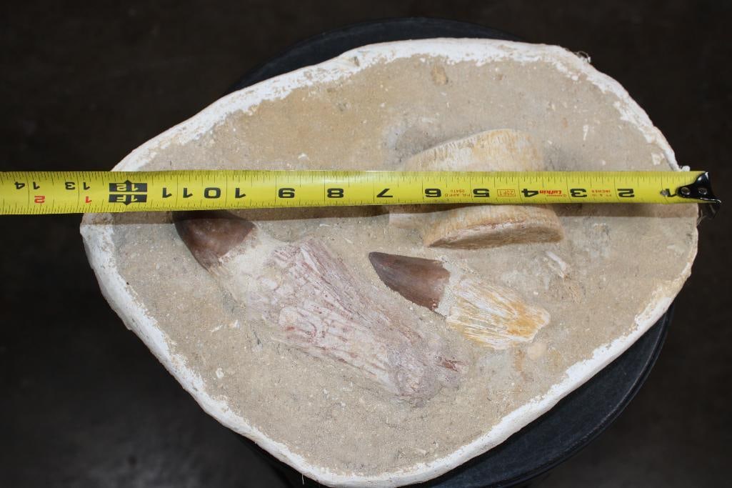 2 XL Fully Rooted MOSASAUR Teeth Fossils and Vertebrae Bones in a Fossil Matrix, Weight: 9 lbs - 2
