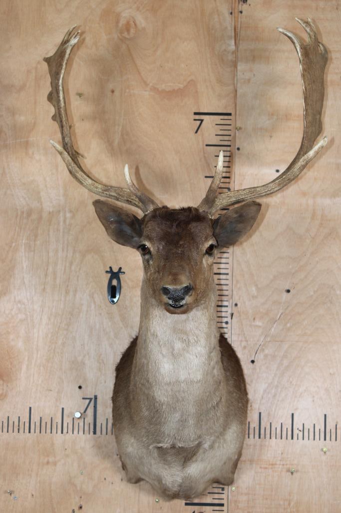 20-Point CHOCOLATE FALLOW DEER Shoulder Mount: Nice, Clean, and Newer 20-Point CHOCOLATE FALLOW DEER Shoulder Mount. It has a 24 7/8" Spread and is in Good Condition. TAXIDERMY 