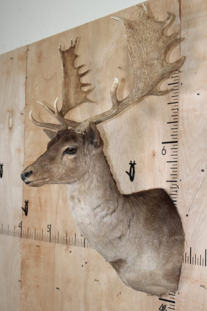 20-Point CHOCOLATE FALLOW DEER Shoulder Mount - 2