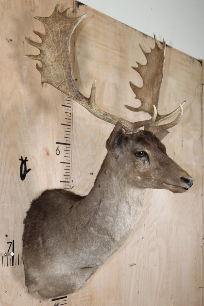 20-Point CHOCOLATE FALLOW DEER Shoulder Mount - 3