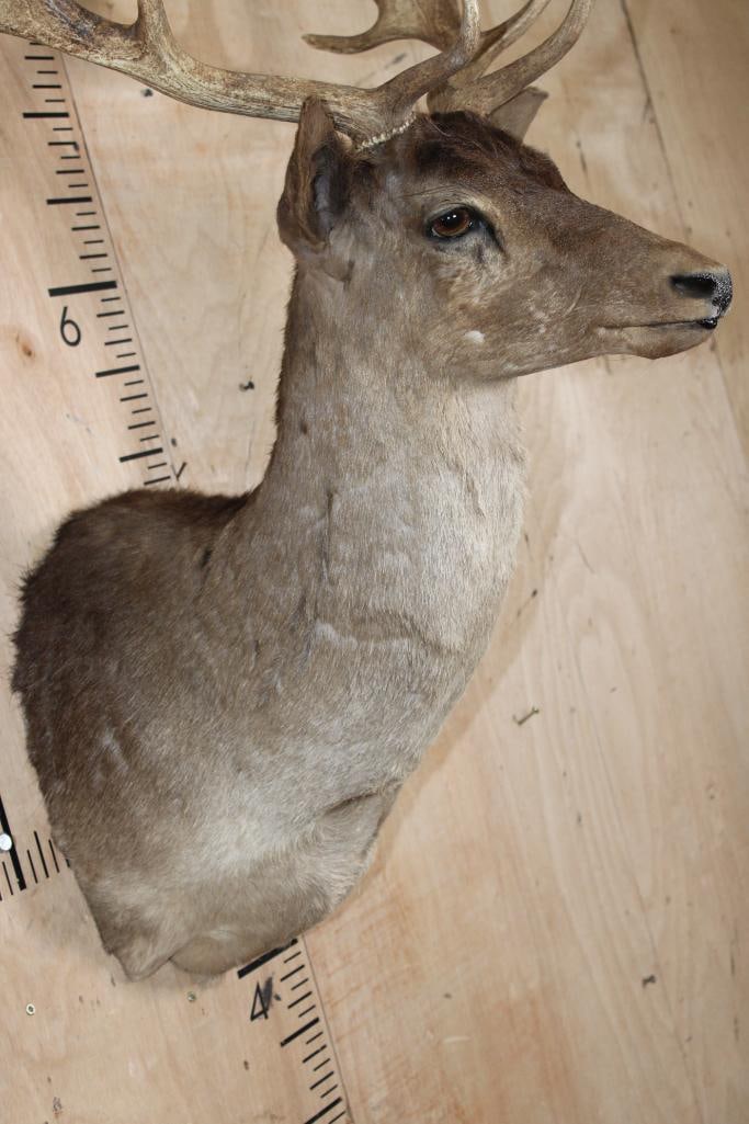 20-Point CHOCOLATE FALLOW DEER Shoulder Mount - 4