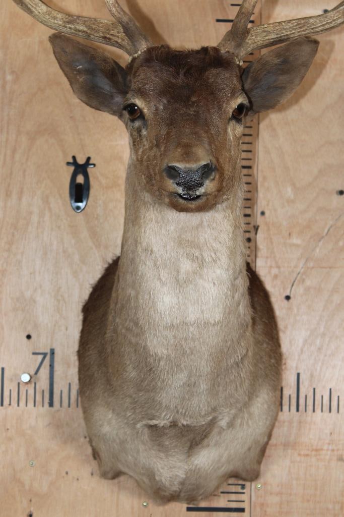 20-Point CHOCOLATE FALLOW DEER Shoulder Mount - 5