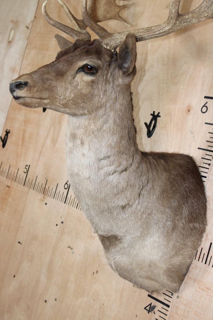 20-Point CHOCOLATE FALLOW DEER Shoulder Mount - 6