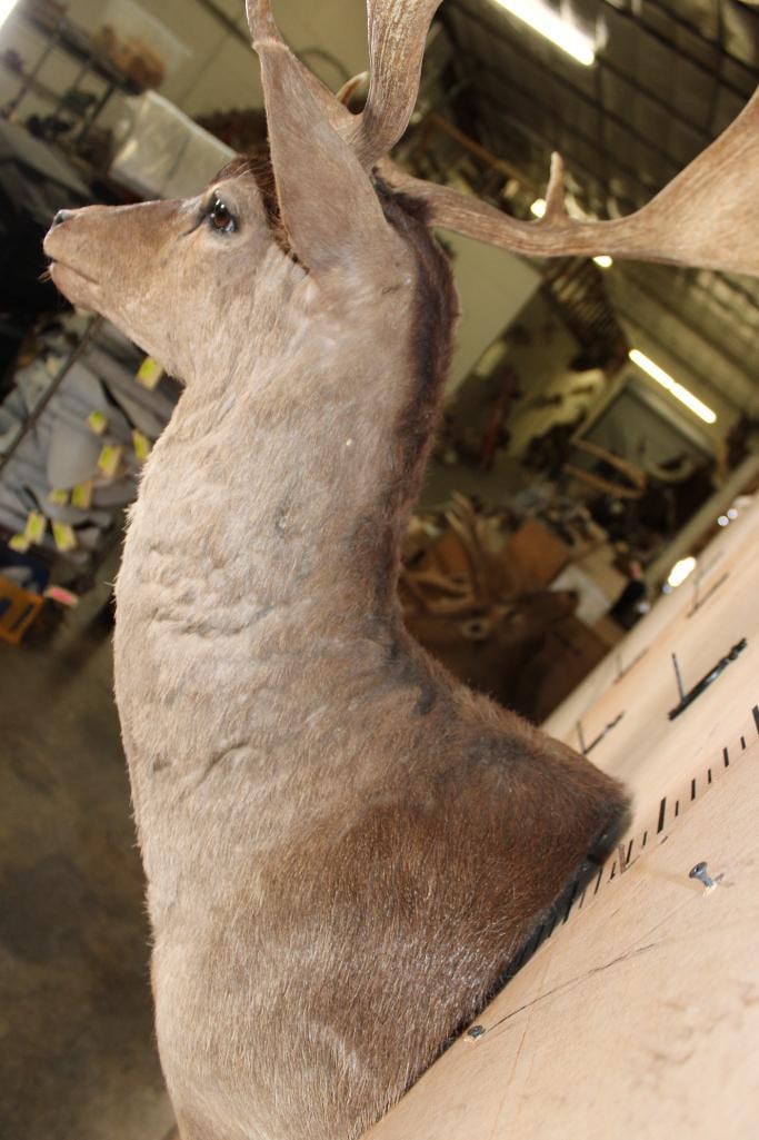 20-Point CHOCOLATE FALLOW DEER Shoulder Mount - 7