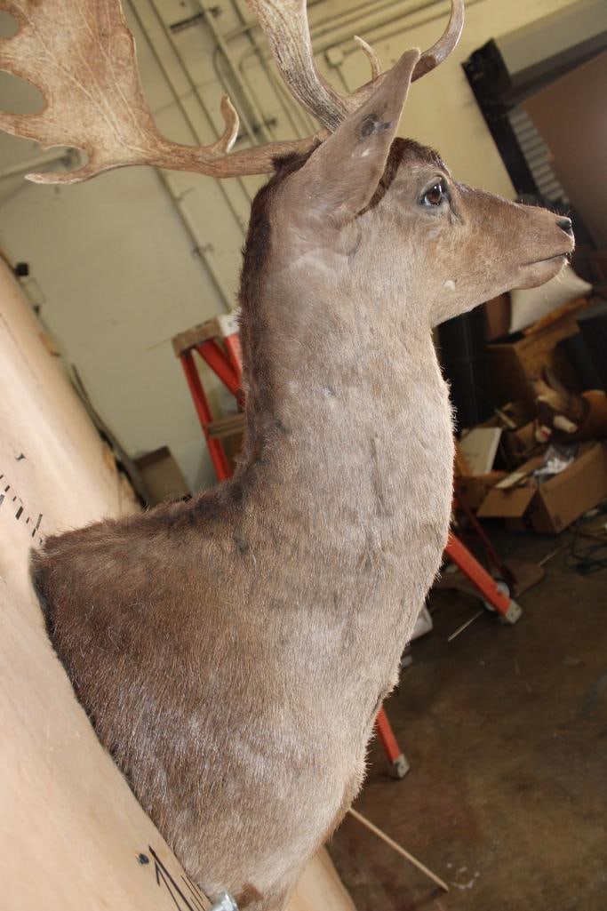 20-Point CHOCOLATE FALLOW DEER Shoulder Mount - 8