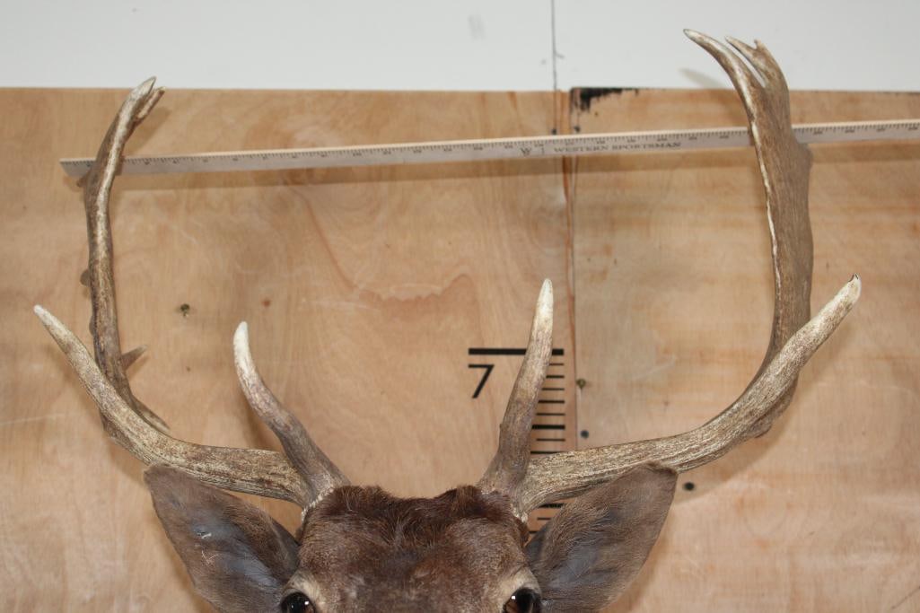20-Point CHOCOLATE FALLOW DEER Shoulder Mount - 9