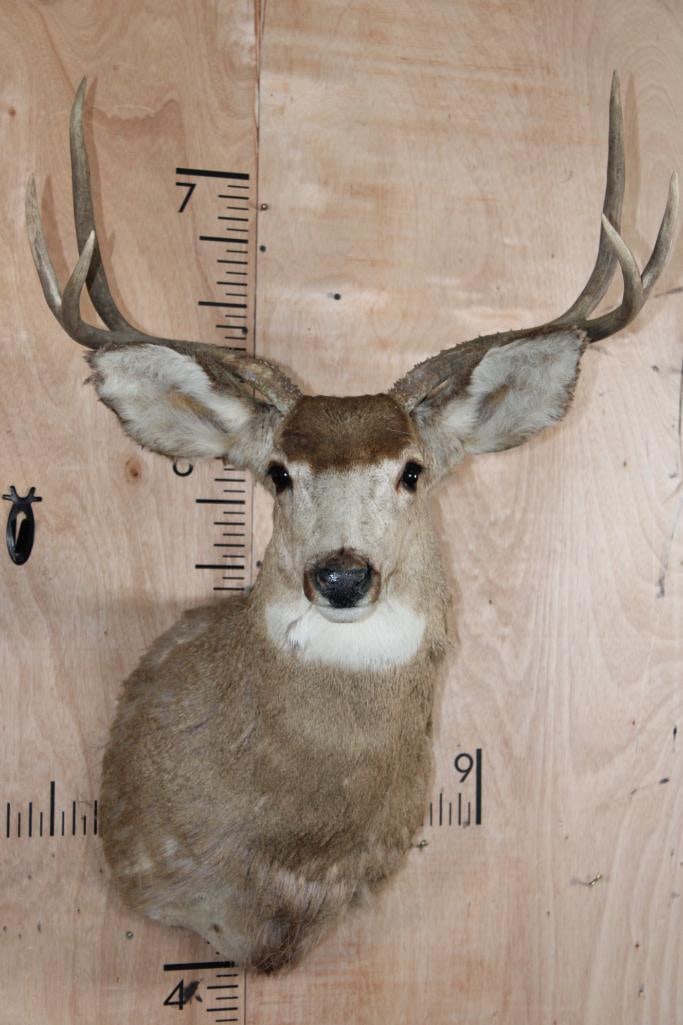 6-Point MULE DEER Shoulder Mount: 6-Point MULE DEER Shoulder Mount. It has a 24.75" Spread. This is a rough mount actively losing hair. TAXIDERMY 