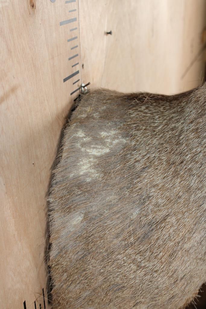 6-Point MULE DEER Shoulder Mount - 2