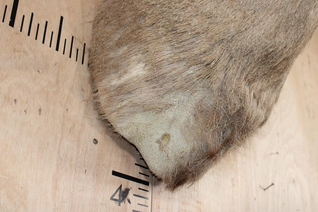 6-Point MULE DEER Shoulder Mount - 3