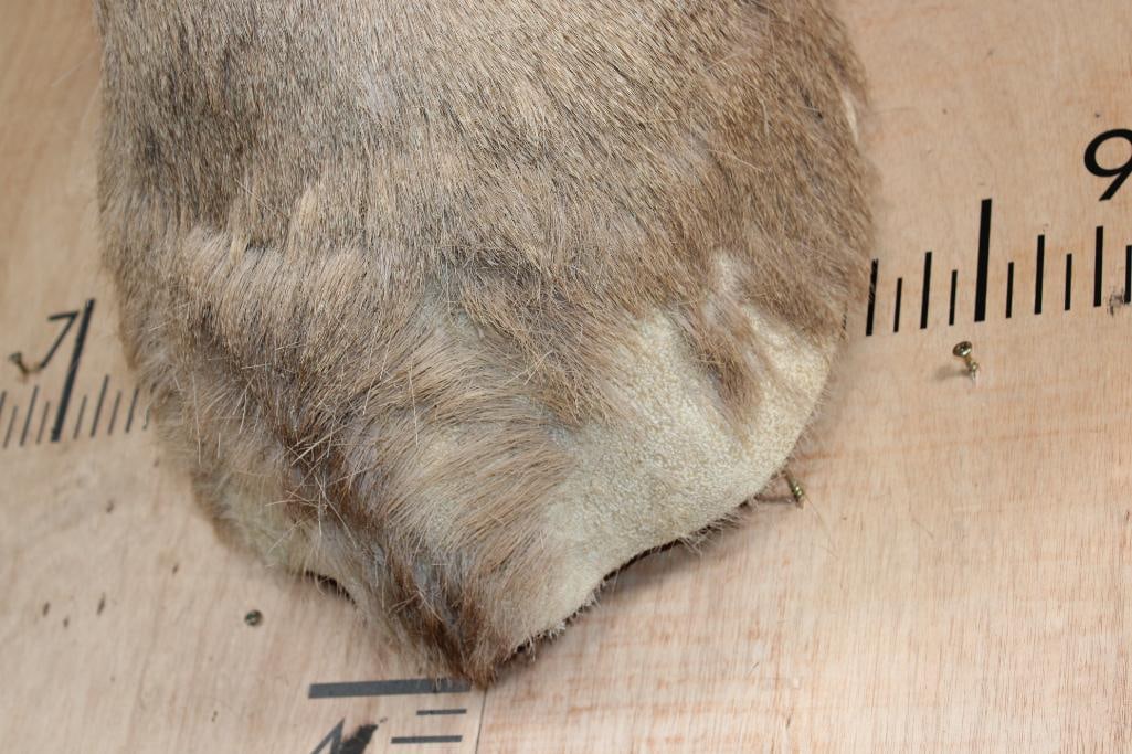 6-Point MULE DEER Shoulder Mount - 4