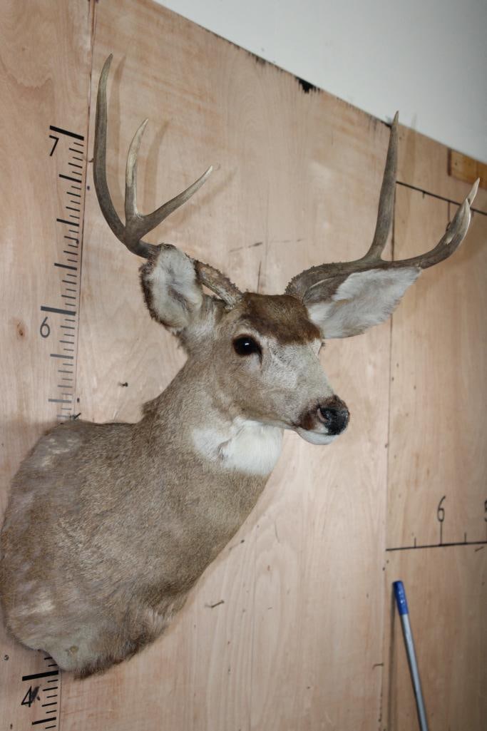 6-Point MULE DEER Shoulder Mount - 6