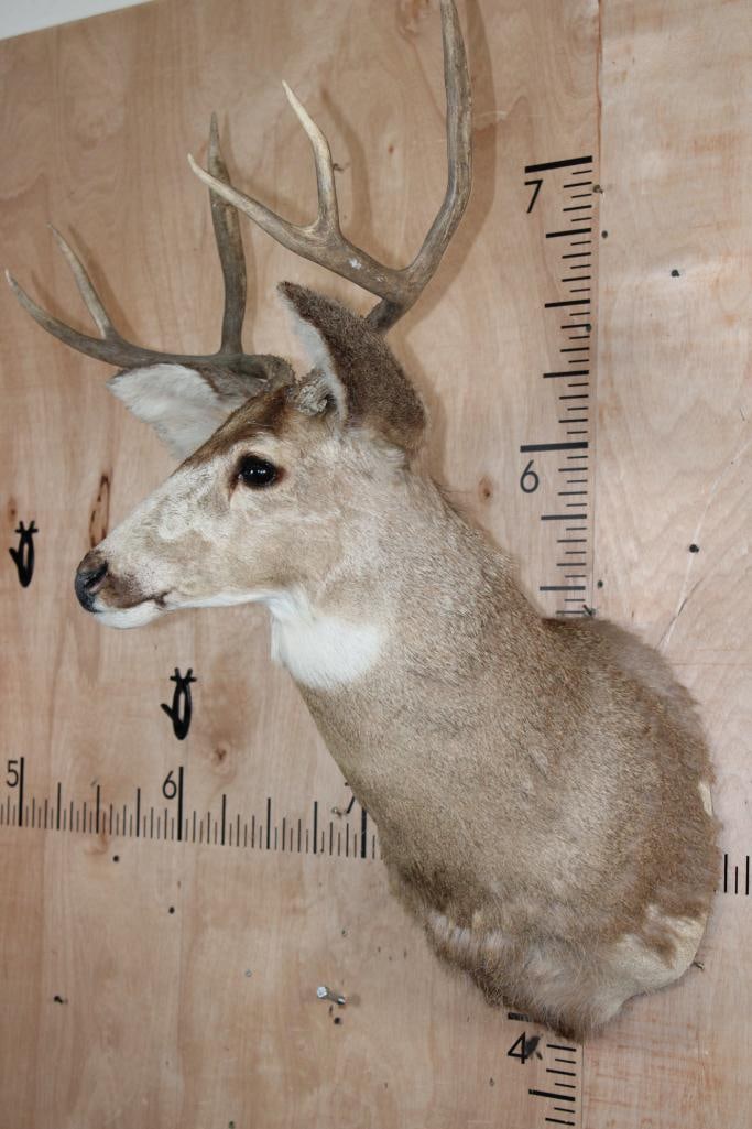 6-Point MULE DEER Shoulder Mount - 7