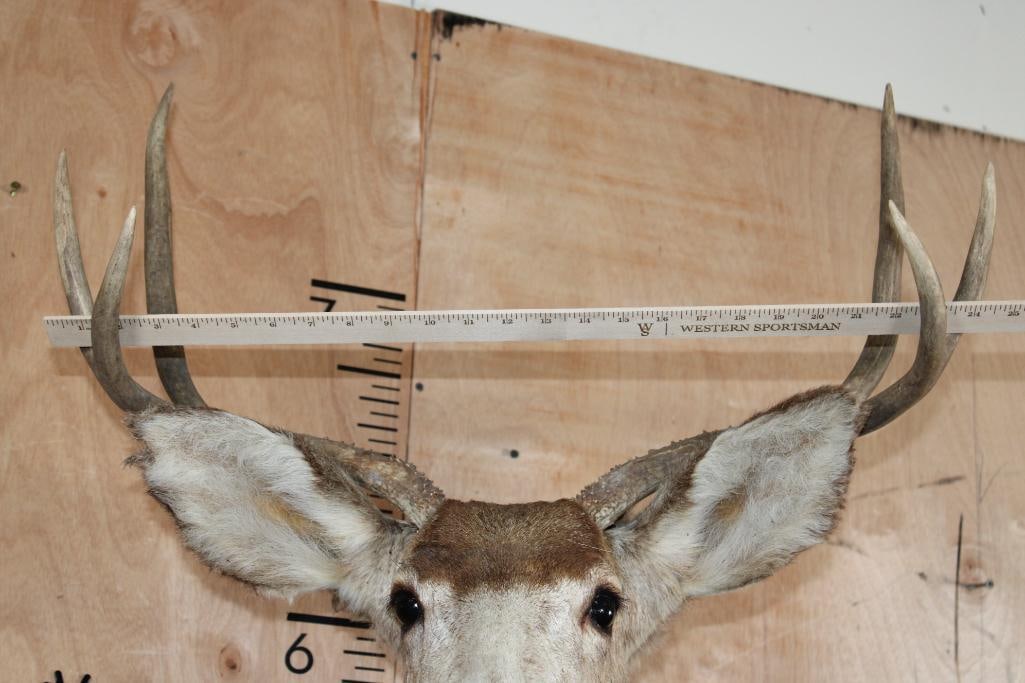 6-Point MULE DEER Shoulder Mount - 8