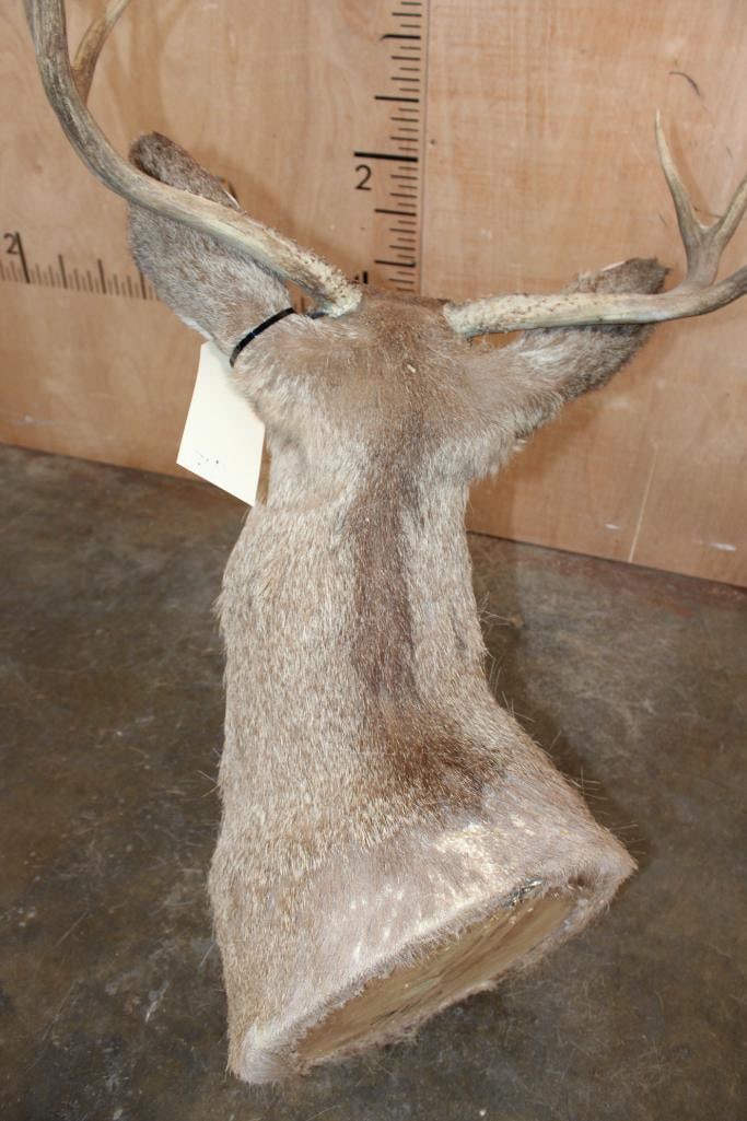 6-Point MULE DEER Shoulder Mount - 9