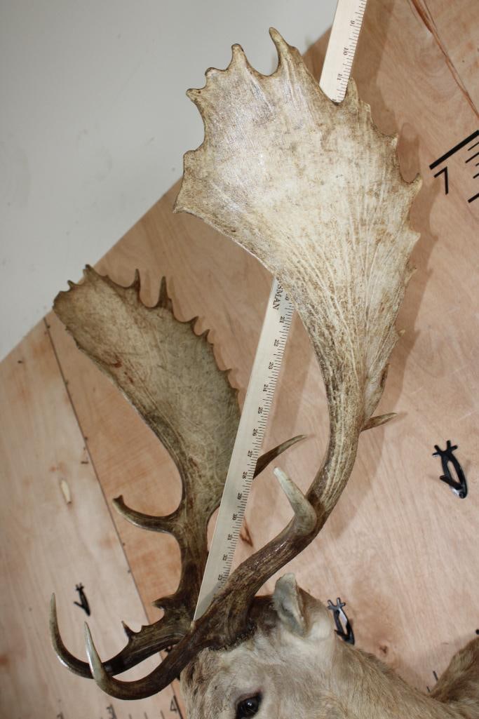 XXL COMMON FALLOW DEER Shoulder Mount with Huge Palms - 10
