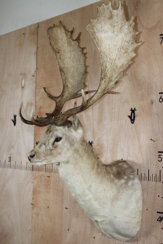 XXL COMMON FALLOW DEER Shoulder Mount with Huge Palms: Nice and Clean XXL COMMON FALLOW DEER Shoulder Mount with Huge Palms. It has a 26" Spread and is in Good Condition. TAXIDERMY 