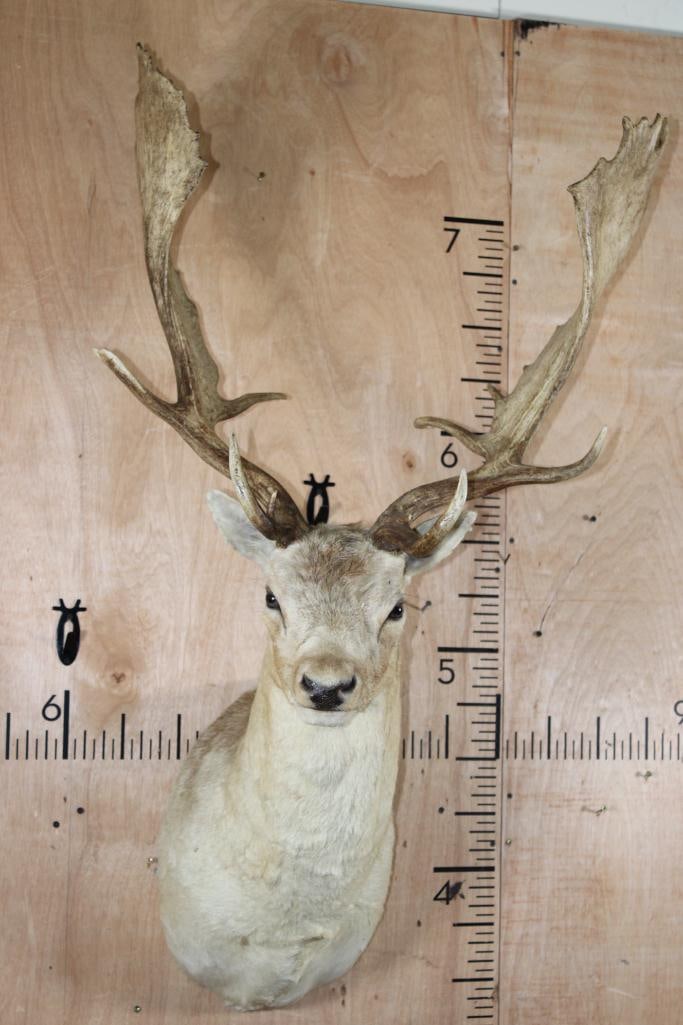 XXL COMMON FALLOW DEER Shoulder Mount with Huge Palms - 2