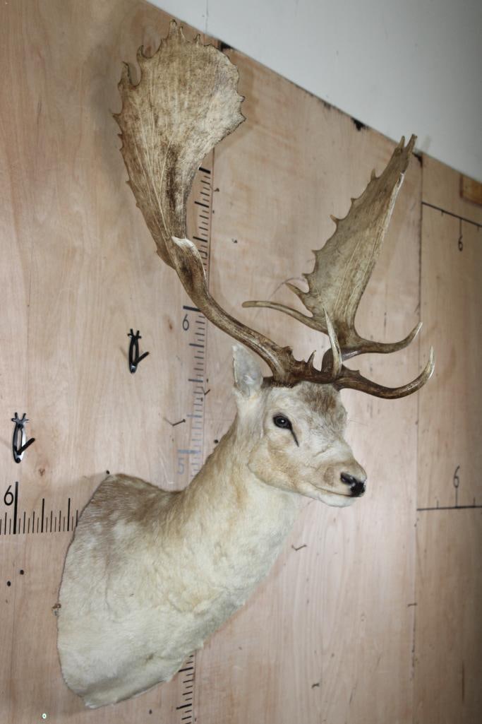 XXL COMMON FALLOW DEER Shoulder Mount with Huge Palms - 3