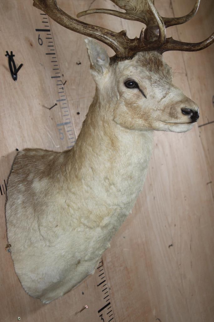 XXL COMMON FALLOW DEER Shoulder Mount with Huge Palms - 4