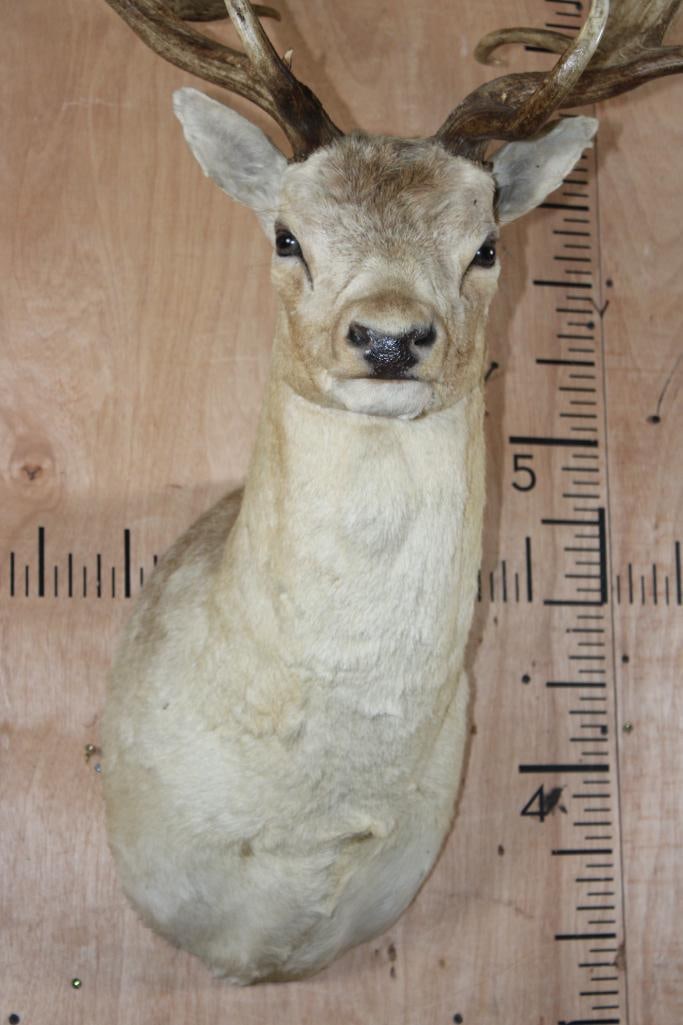 XXL COMMON FALLOW DEER Shoulder Mount with Huge Palms - 5