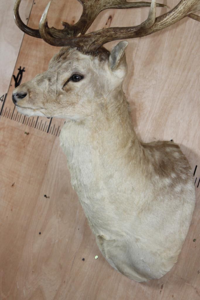 XXL COMMON FALLOW DEER Shoulder Mount with Huge Palms - 6