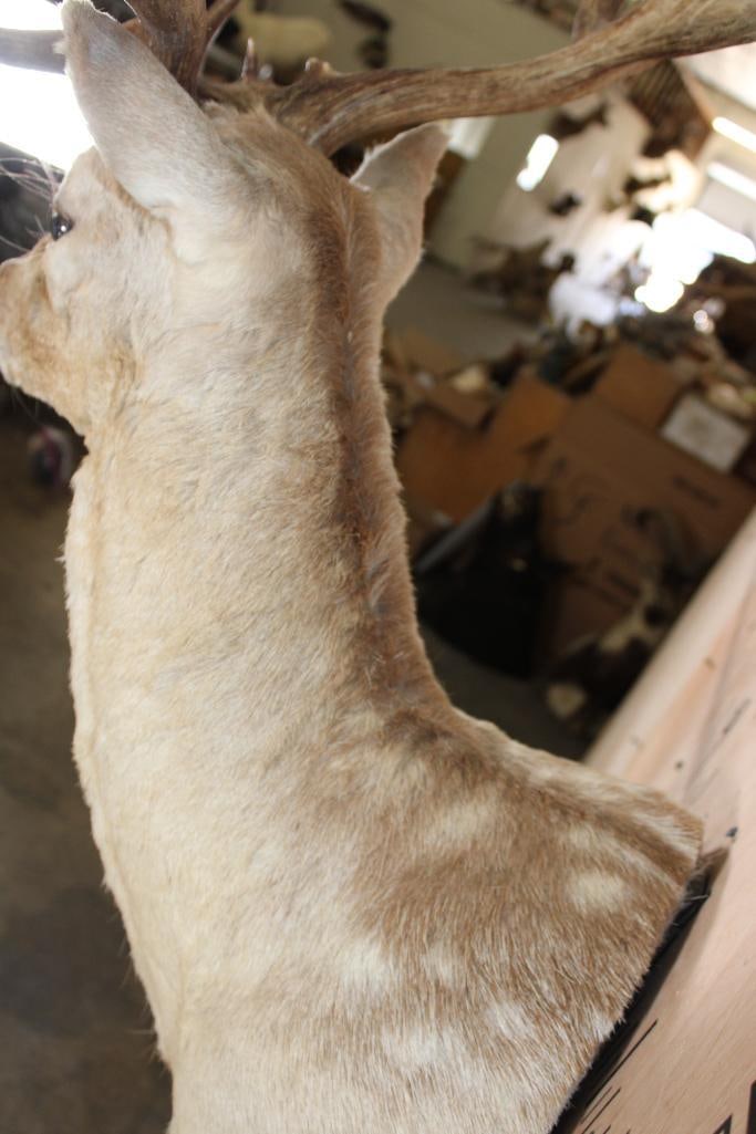 XXL COMMON FALLOW DEER Shoulder Mount with Huge Palms - 7