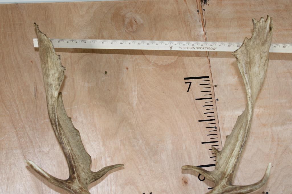 XXL COMMON FALLOW DEER Shoulder Mount with Huge Palms - 8