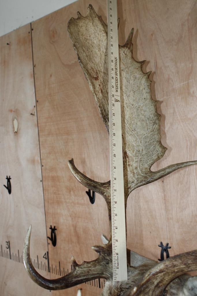 XXL COMMON FALLOW DEER Shoulder Mount with Huge Palms - 9