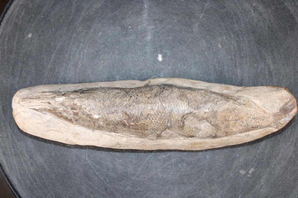 Fossilized RHACOLEPIS BUCCALIS Fish Specimen in its Fossil Matrix: RHACOLEPIS BUCCALIS Fish Fossil Specimen in its Fossil Matrix. It measures 9.75" Long x 3" Wide x 2.25" Tall and Weighs 1.95 lbs. The Rhacolepis Buccalis is an extinct species of bony fish that lived