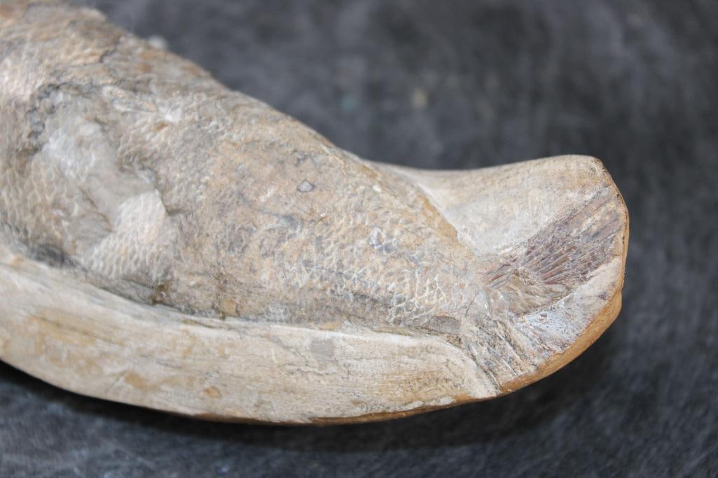 Fossilized RHACOLEPIS BUCCALIS Fish Specimen in its Fossil Matrix - 2