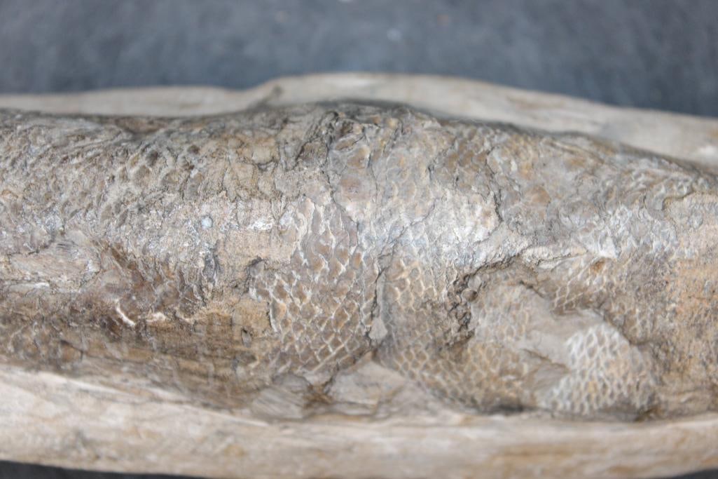Fossilized RHACOLEPIS BUCCALIS Fish Specimen in its Fossil Matrix - 3