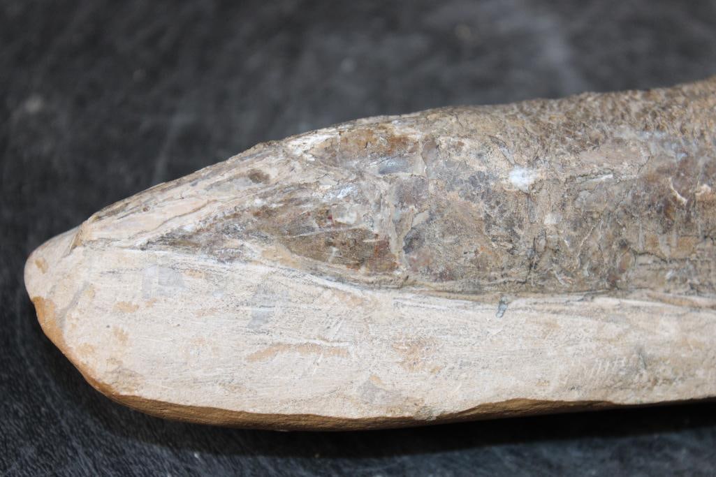 Fossilized RHACOLEPIS BUCCALIS Fish Specimen in its Fossil Matrix - 4