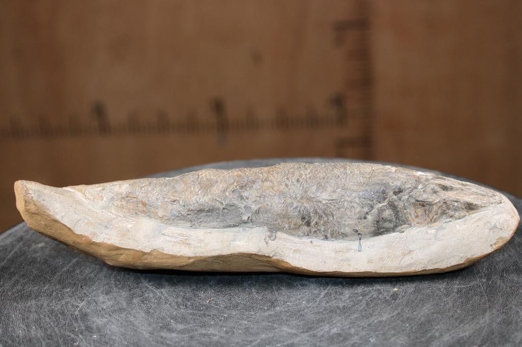 Fossilized RHACOLEPIS BUCCALIS Fish Specimen in its Fossil Matrix - 6