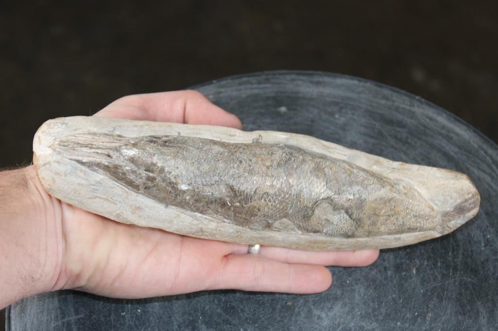 Fossilized RHACOLEPIS BUCCALIS Fish Specimen in its Fossil Matrix - 8