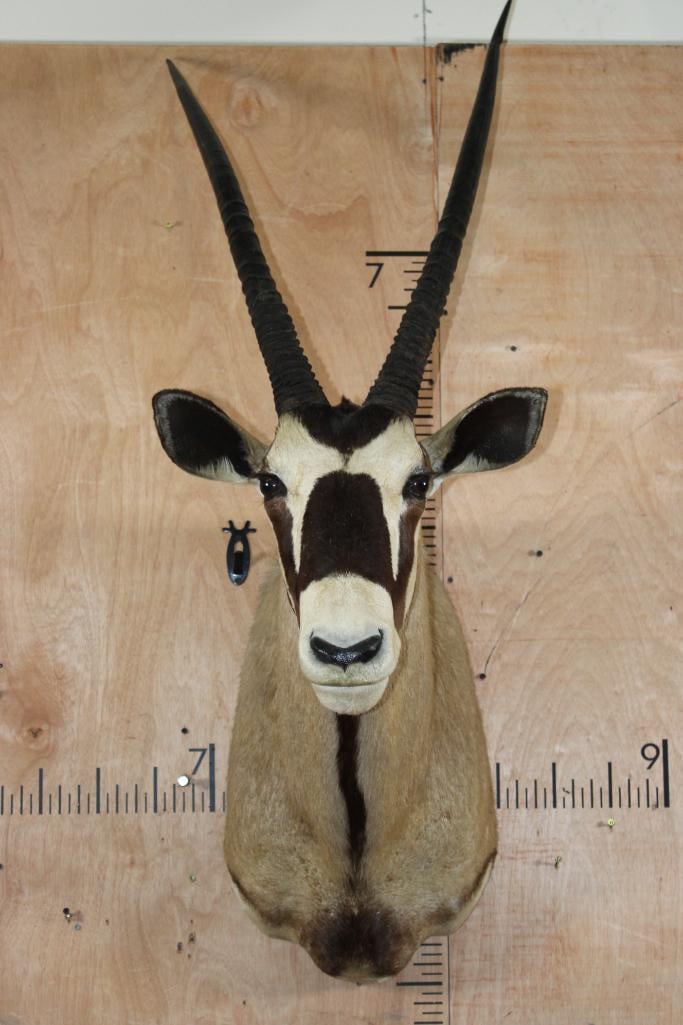 GEMSBOK Shoulder Mount: GEMSBOK Shoulder Mount. The Left Horn measures 31.5" Long and the Right Horn measures 33.5" Long. It is in Good Condition. TAXIDERMY 