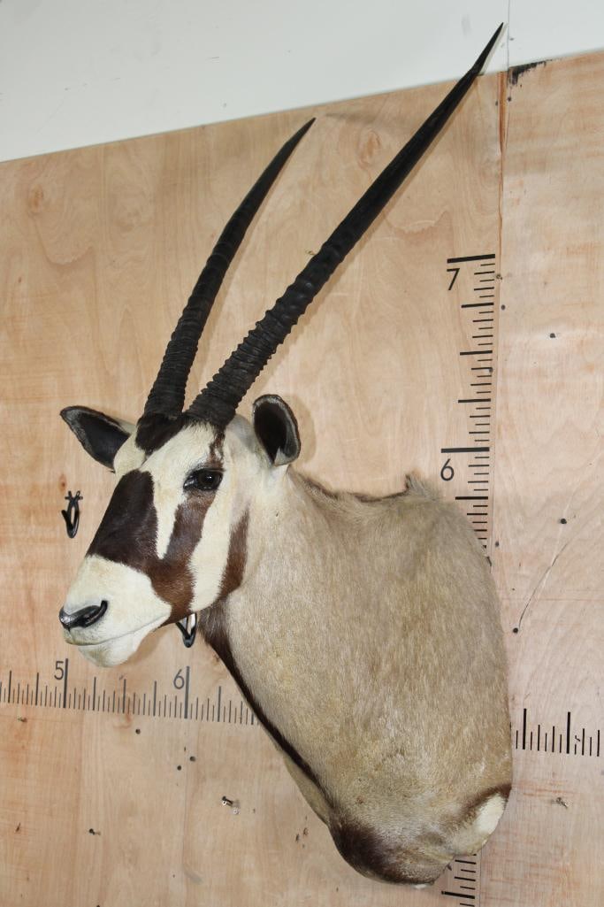 GEMSBOK Shoulder Mount - 3