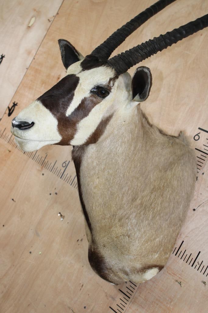 GEMSBOK Shoulder Mount - 4