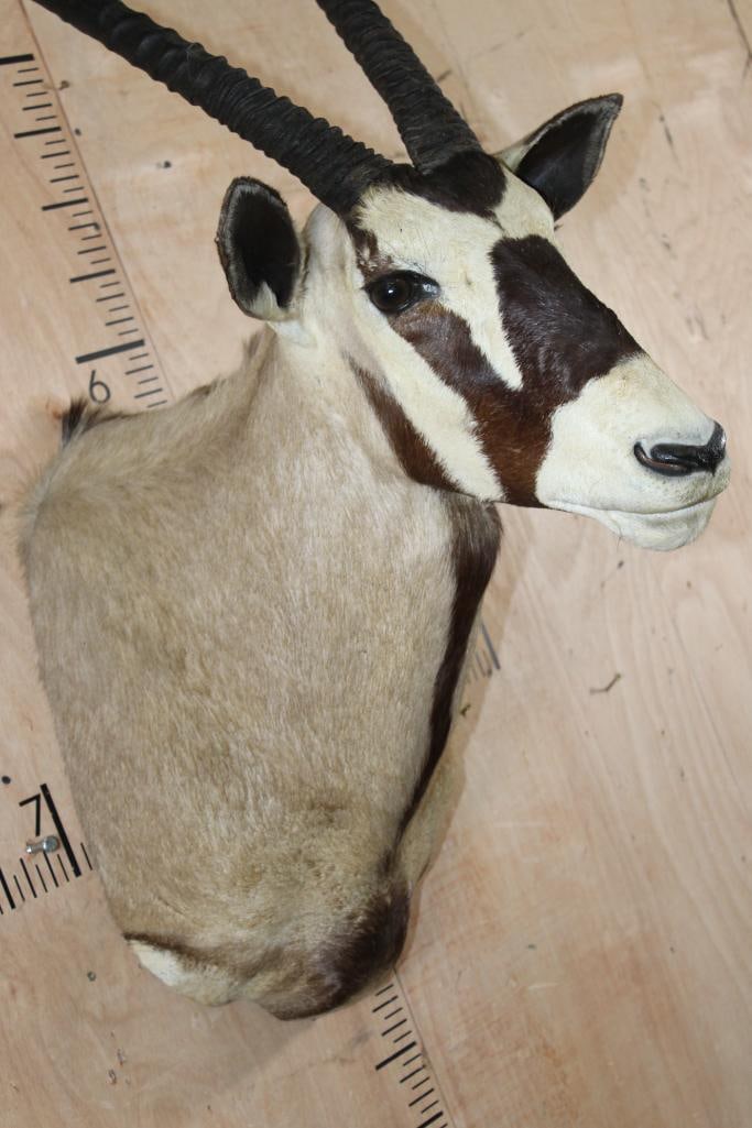 GEMSBOK Shoulder Mount - 5