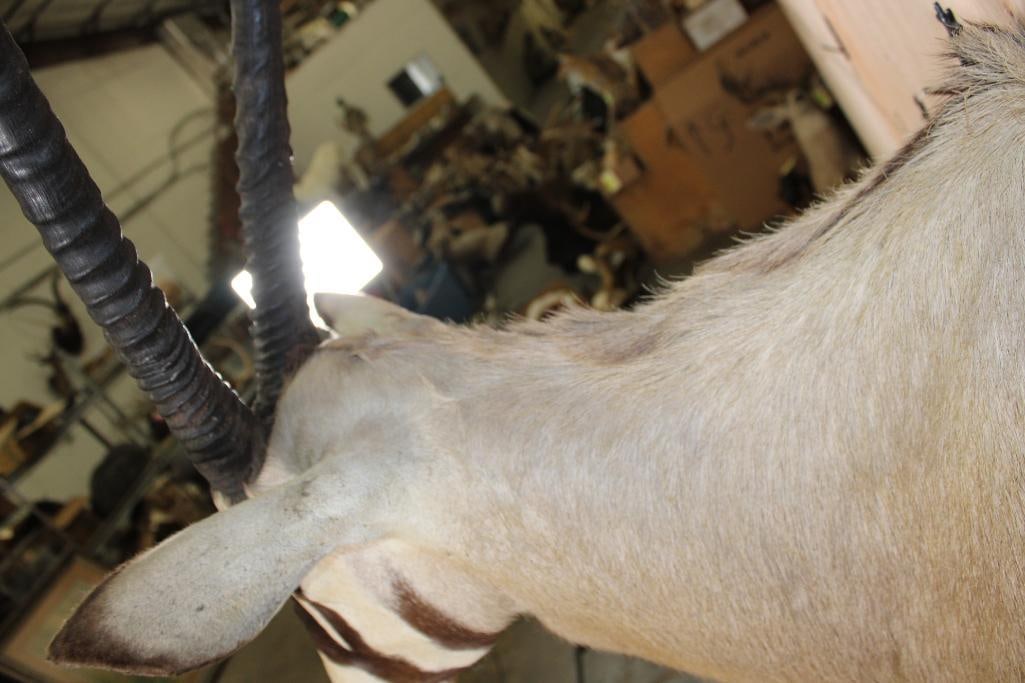 GEMSBOK Shoulder Mount - 6