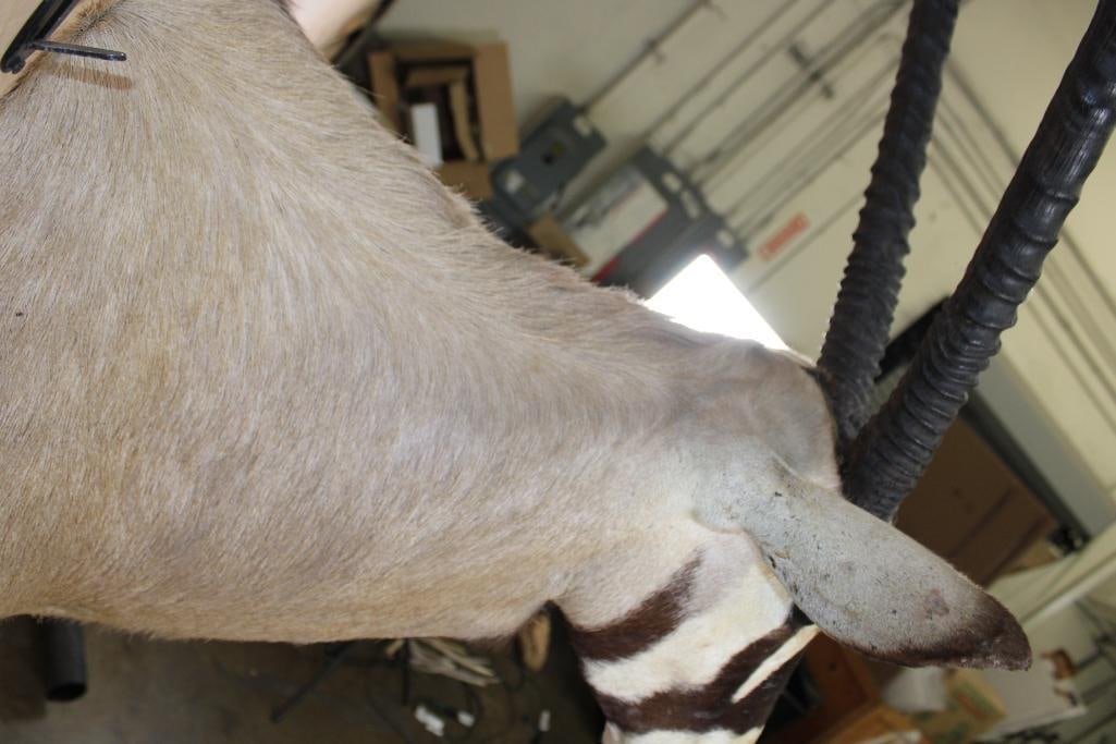 GEMSBOK Shoulder Mount - 7